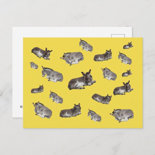 Ezel Mania Briefkaart (Voorkant / Achterkant)