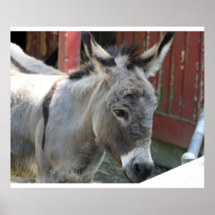 Ezel Muildier Boerderij Dier Land Bestemming Poster