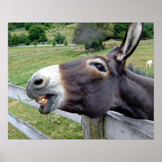 Ezel Muildier Boerderij Dier Land Bestemming Poster (Voorkant)
