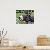Ezel Muildier Boerderij Dier Land Bestemming Poster (Keuken)