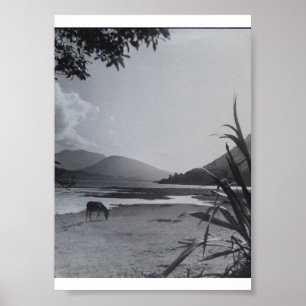 Ezel op de kustlijn, jaren 60 Achill Island Ierlan Poster