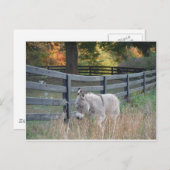 Ezel op een Gebied van de Herfst Briefkaart (Voorkant / Achterkant)