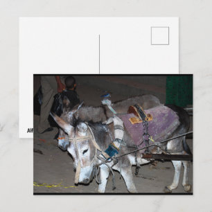 Ezel van Luxor Briefkaart