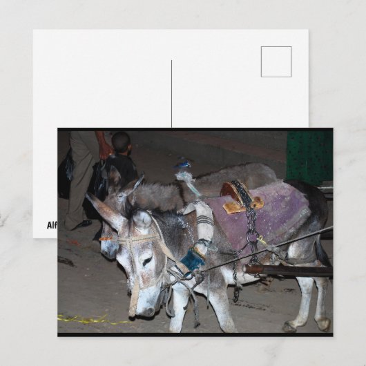Ezel van Luxor Briefkaart (Voorkant / Achterkant)
