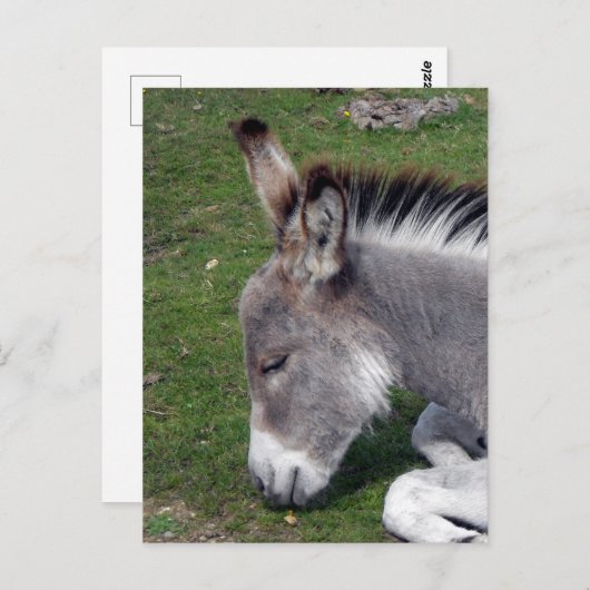 Ezel Veulen portret Briefkaart (Voorkant / Achterkant)