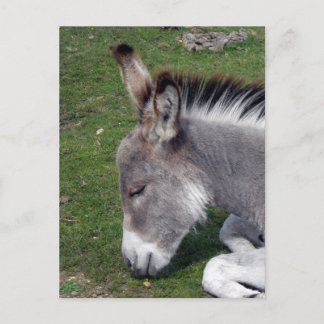 Ezel Veulen portret Briefkaart