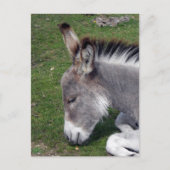 Ezel Veulen portret Briefkaart (Voorkant)