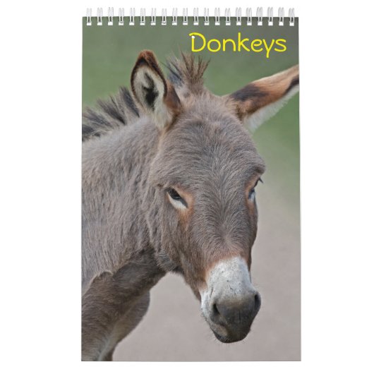 Ezelkalender Kalender (Hoes)