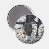 Ezelmagneet Magneet (Voorkant / Achterkant)