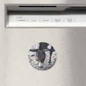Ezelmagneet Magneet (Insitu (Vaatwasser))