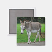 Ezelmagneet Magneet (Voorkant / Achterkant)