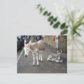 Ezels gaan naar de stad briefkaart (Staand voorkant)