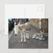 Ezels gaan naar de stad briefkaart (Voorkant / Achterkant)
