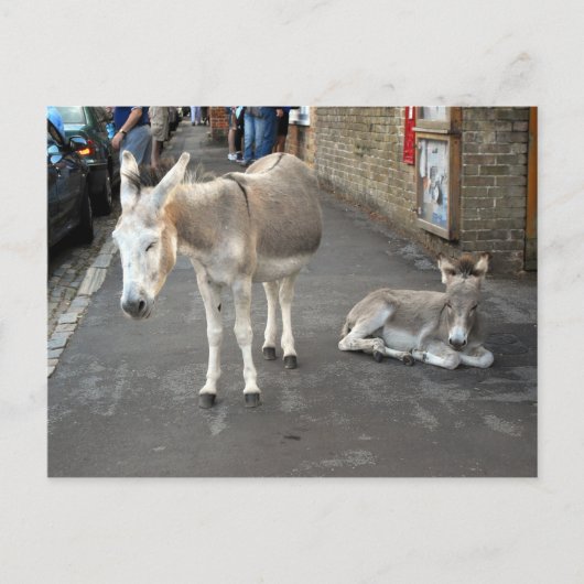 Ezels gaan naar de stad briefkaart (Voorkant)