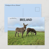 Ezels in Doora België Briefkaart (Voorkant / Achterkant)