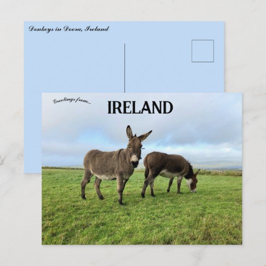Ezels in Doora België Briefkaart (Voorkant / Achterkant)