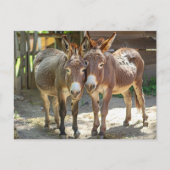 Ezels in liefde Briefkaart (Voorkant)