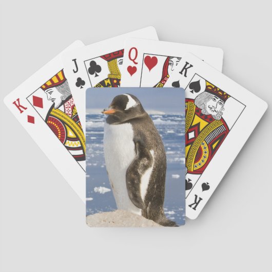 Ezelspinguïn Pokerkaarten (Achterkant)