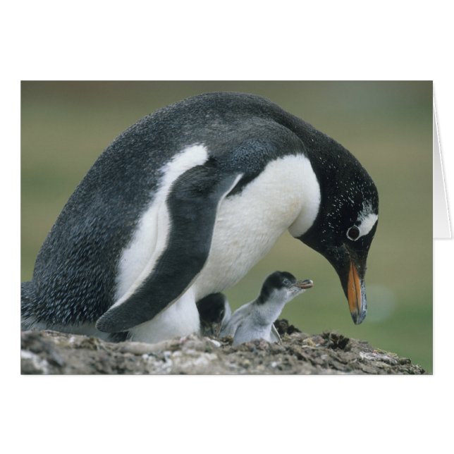 Ezelspinguïn, (Pygoscelis papua), Falklandeilanden (Voorkant Horizontaal)