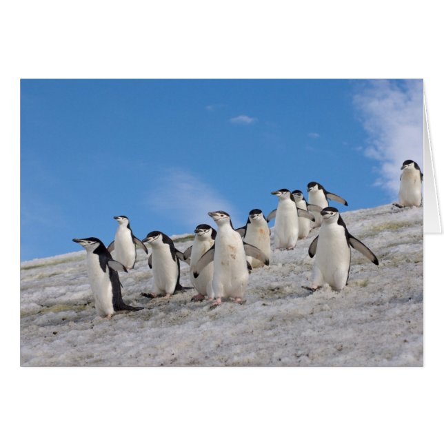 Ezelspinguïns | Pygoscelis Antarctica (Voorkant Horizontaal)