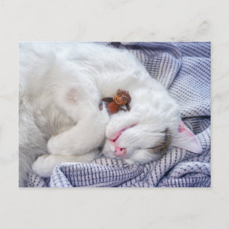 Ezeltje met de kat briefkaart