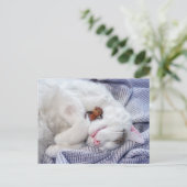 Ezeltje met de kat briefkaart (Staand voorkant)