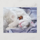 Ezeltje met de kat briefkaart (Voorkant)