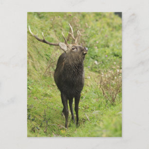 Ezo Deer Briefkaart