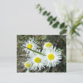 F10 Witte wilde bloemen, getufte Fleabane Briefkaart (Staand voorkant)
