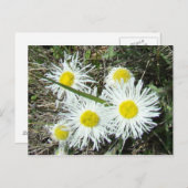 F10 Witte wilde bloemen, getufte Fleabane Briefkaart (Voorkant / Achterkant)
