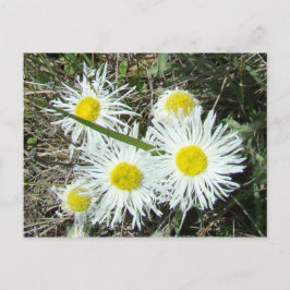 F10 Witte wilde bloemen, getufte Fleabane Briefkaart