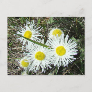 F10 Witte wilde bloemen, getufte Fleabane Briefkaart