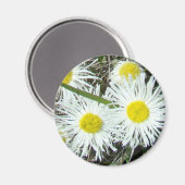 F10 Witte wilde bloemen, getufte Fleabane Magneet (Voorkant / Achterkant)