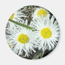 F10 Witte wilde bloemen, getufte Fleabane Magneet
