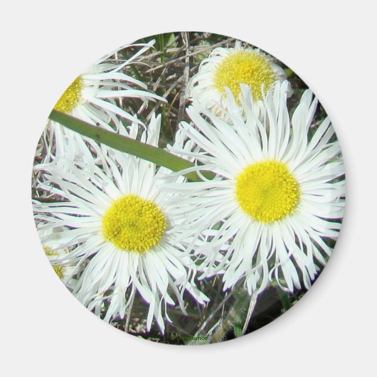 F10 Witte wilde bloemen, getufte Fleabane Magneet (Voorkant)