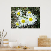 F10 Witte wilde bloemen, getufte Fleabane Poster (Keuken)