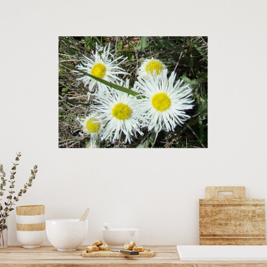 F10 Witte wilde bloemen, getufte Fleabane Poster (Keuken)