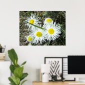 F10 Witte wilde bloemen, getufte Fleabane Poster (Thuiskantoor)