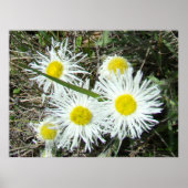 F10 Witte wilde bloemen, getufte Fleabane Poster (Voorkant)