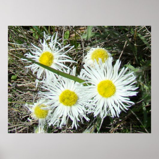 F10 Witte Wilde Bloemen Pluimige Fijnstraal Poster (Voorkant)