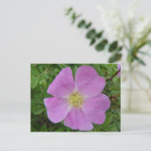 F11 Prairie Wild Roos "Rosa arkansana" Briefkaart (Staand voorkant)