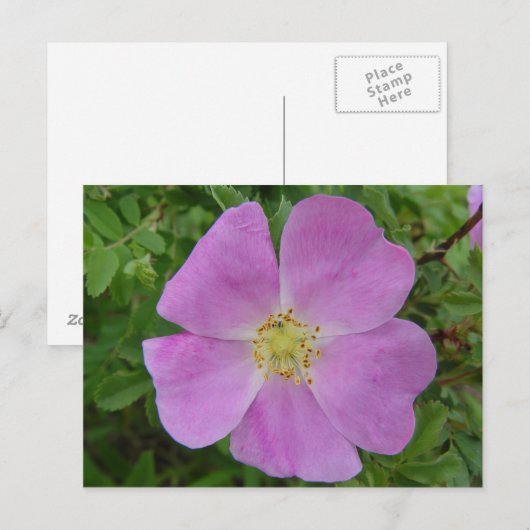 F11 Prairie Wild Roos "Rosa arkansana" Briefkaart (Voorkant / Achterkant)