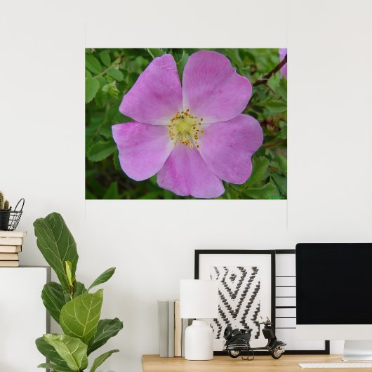 F11 Prairie Wild Roos "Rosa arkansana" Poster (Thuiskantoor)