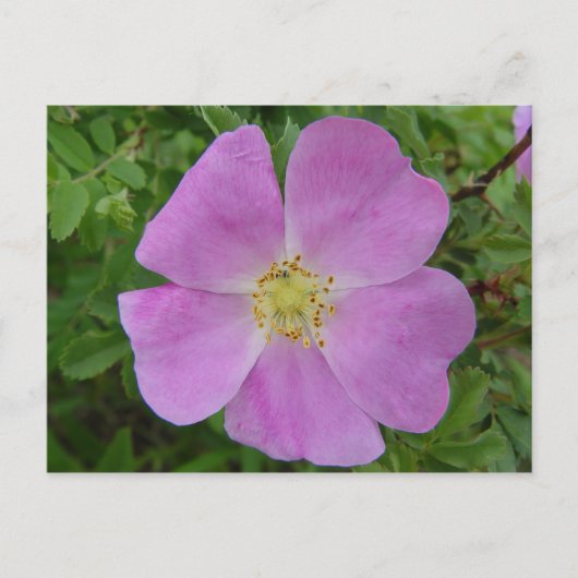 F11 Prairie Wilde Roos "Rosa arkansana" Briefkaart (Voorkant)