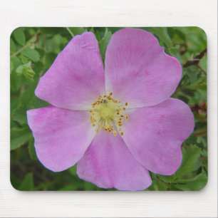 F11 Prairie Wilde Roos "Rosa arkansana" Muismat