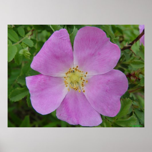 F11 Prairie Wilde Roos "Rosa arkansana" Poster (Voorkant)