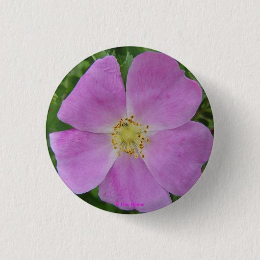 F11 Prairie Wilde Roos "Rosa arkansana" Ronde Button 3,2 Cm (Voorkant)