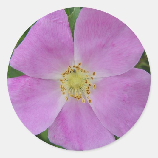F11 Prairie Wilde Roos "Rosa arkansana" Ronde Sticker (Voorkant)