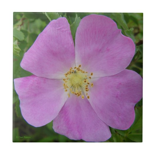 F11 Prairie Wilde Roos "Rosa arkansana" Tegeltje (Voorkant)