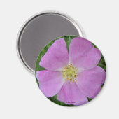 F11 Wilde Roos "Rosa arkansana" Magneet (Voorkant / Achterkant)
